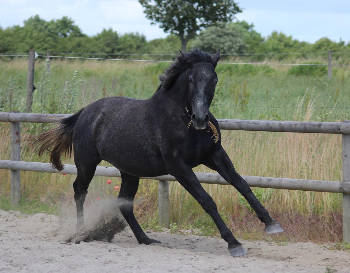 Oldenborg Cher de frei M.A.T.C.H - Juni 2017 billede 11