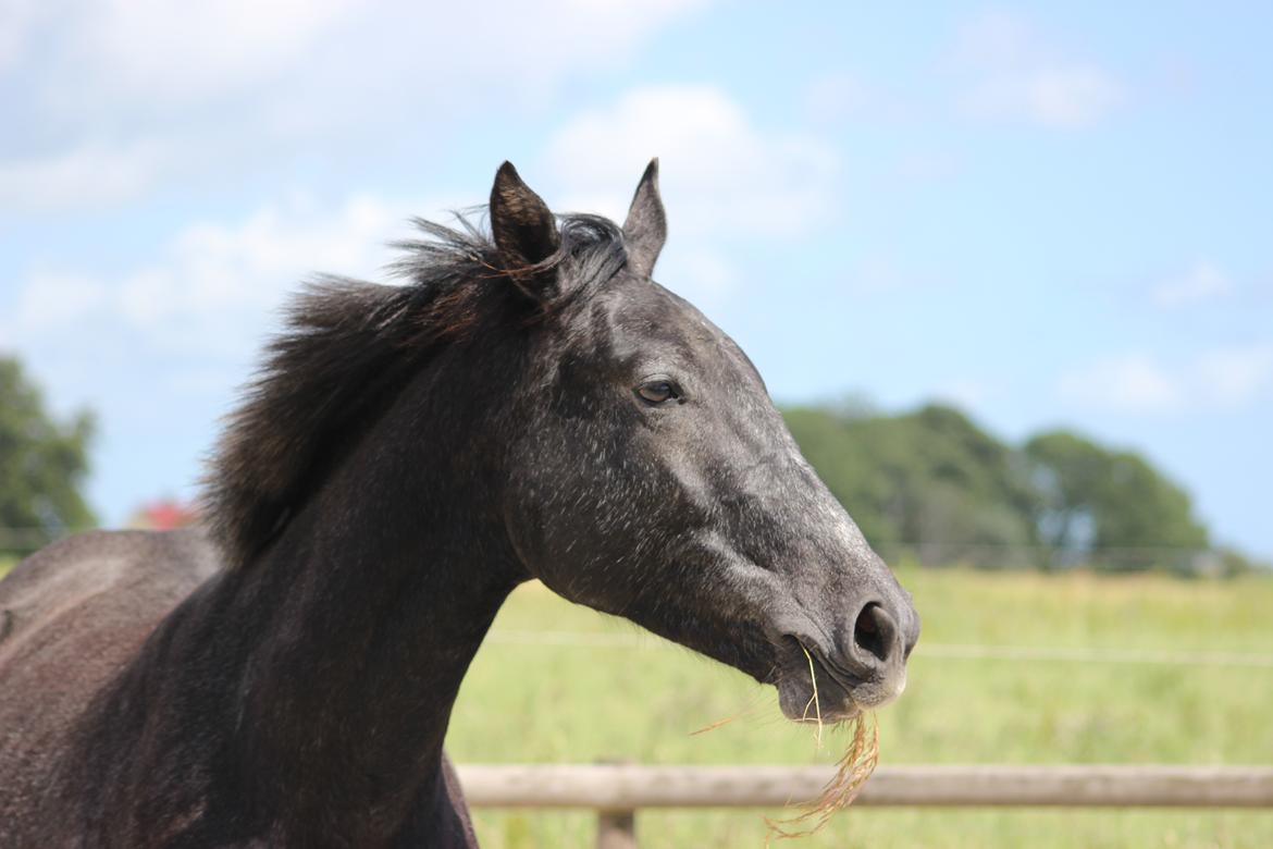 Oldenborg Cher de frei M.A.T.C.H - Juni 2017 billede 3