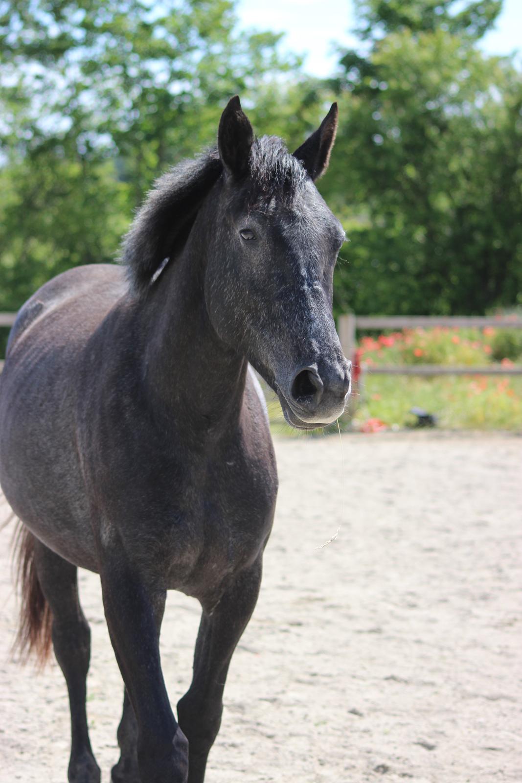 Oldenborg Cher de frei M.A.T.C.H - Juni 2017 billede 17