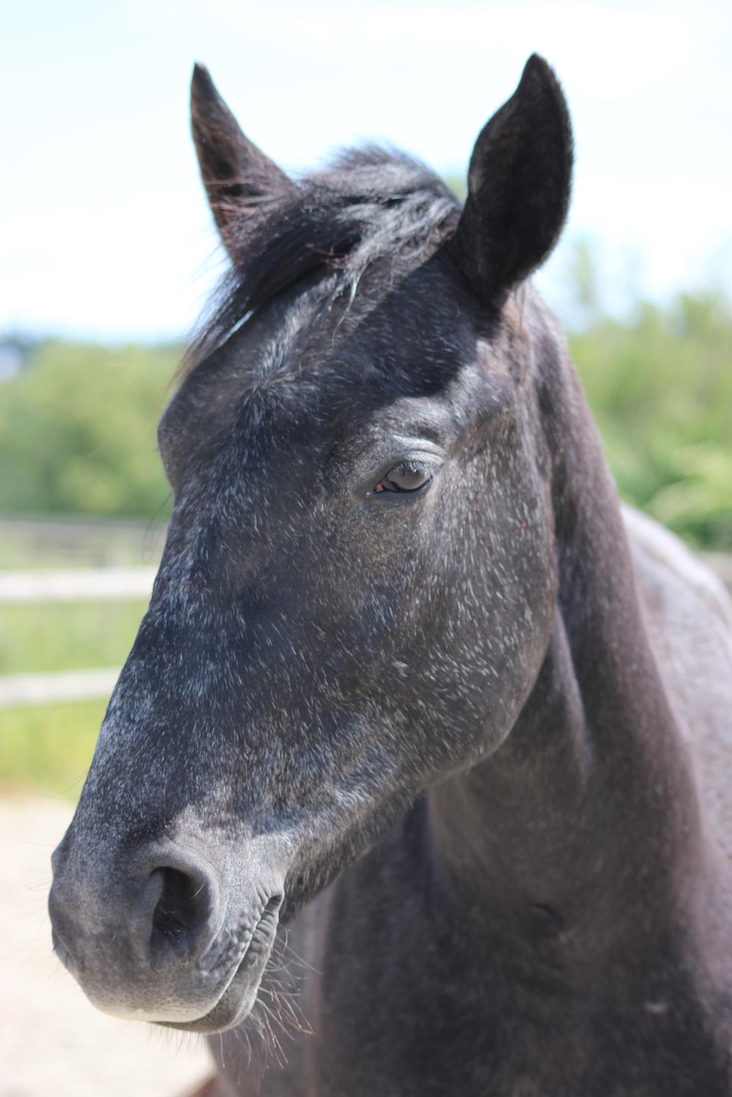 Oldenborg Cher de frei M.A.T.C.H - Juni 2017 billede 5