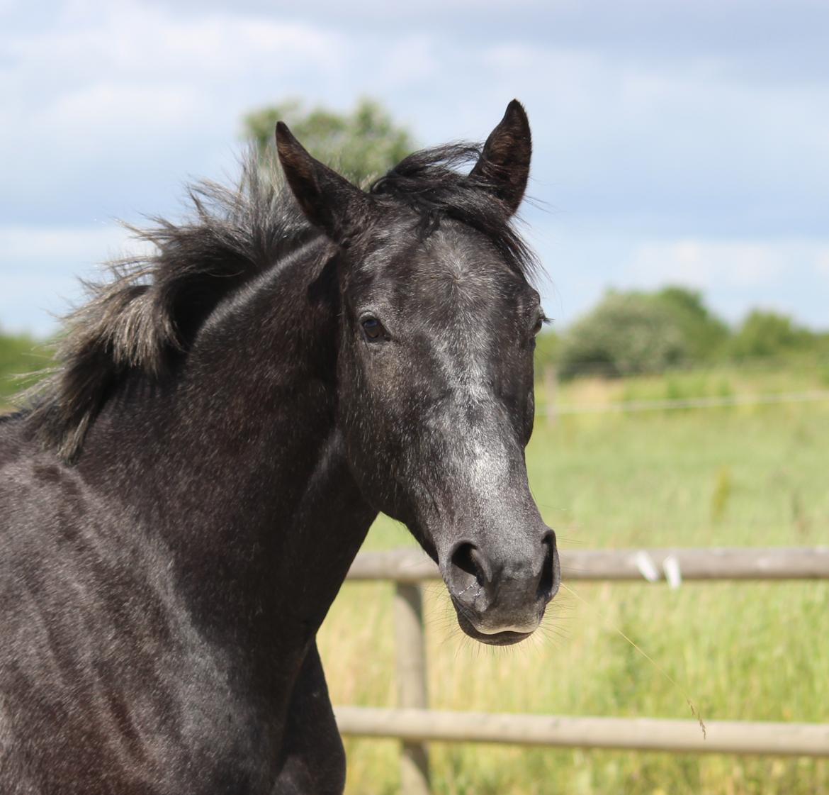 Oldenborg Cher de frei M.A.T.C.H - Juni 2017 billede 1