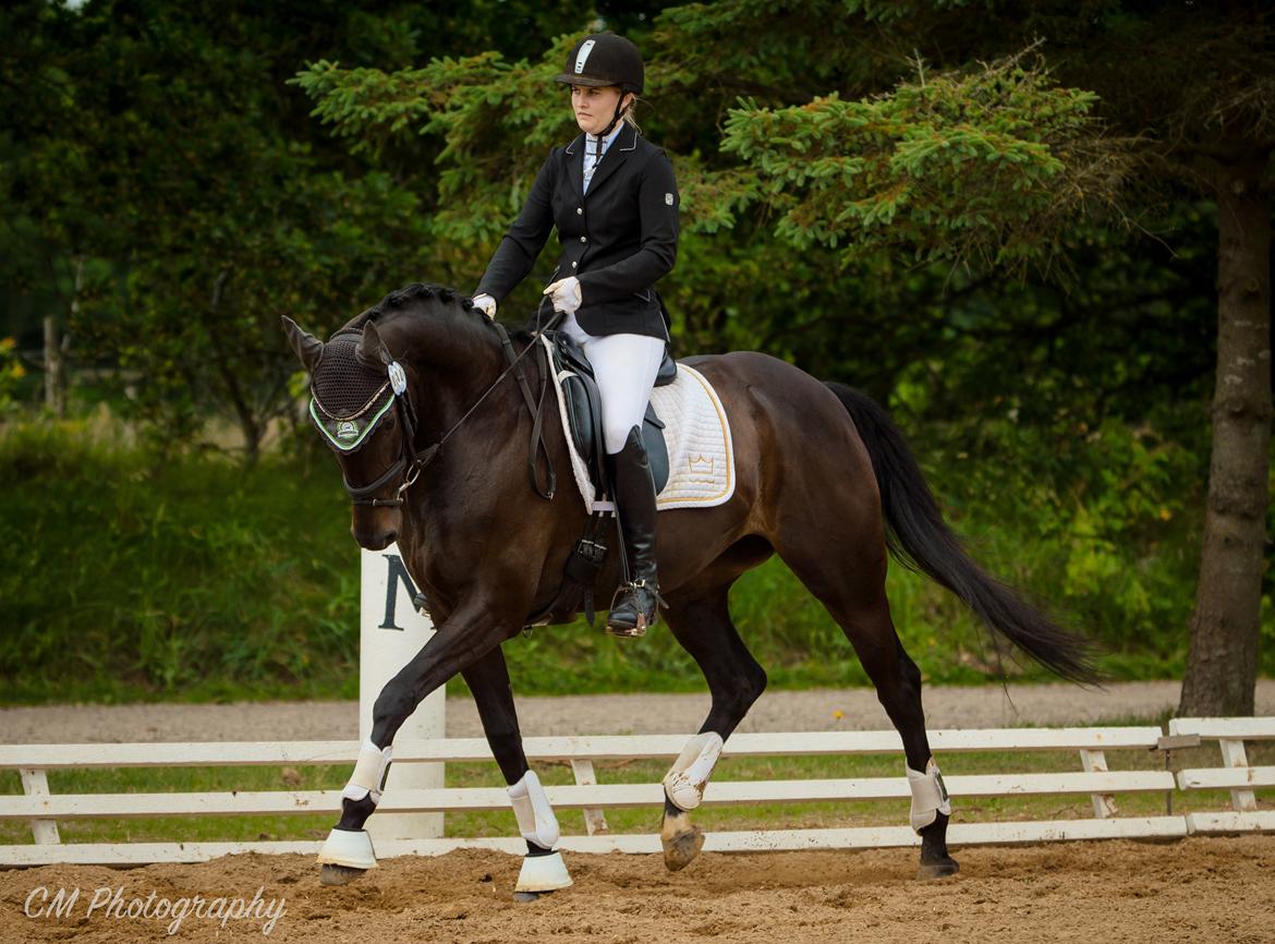 Dansk Varmblod Curly Ladegaard <3 billede 2