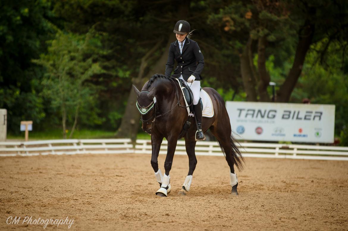 Dansk Varmblod Curly Ladegaard <3 billede 1