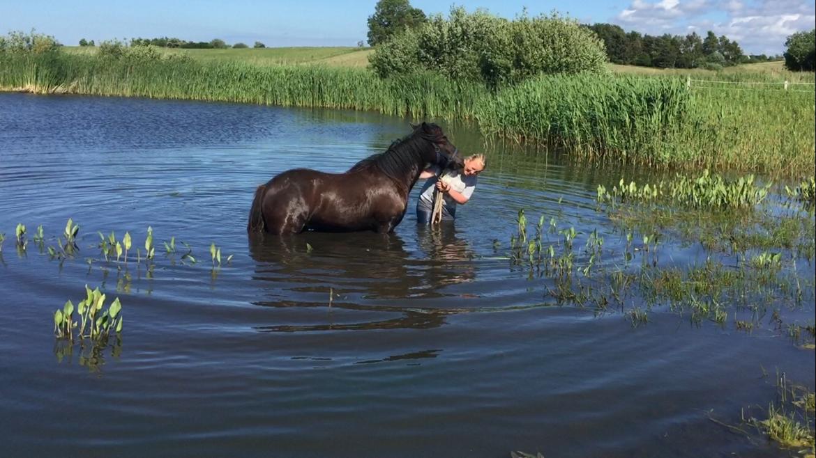 Irish Cob Nydal's Dark Knight of Sorcas - 18/06-17. Vi var lige ude og bade i vores sø, og Sorcas elskede det! billede 12