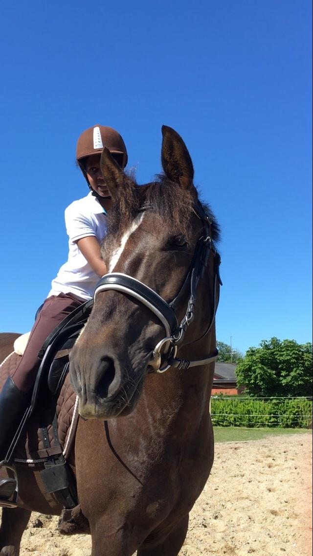 New Forest Elmholts Filicia - Dejlige flodhest ♥ ♥ billede 16