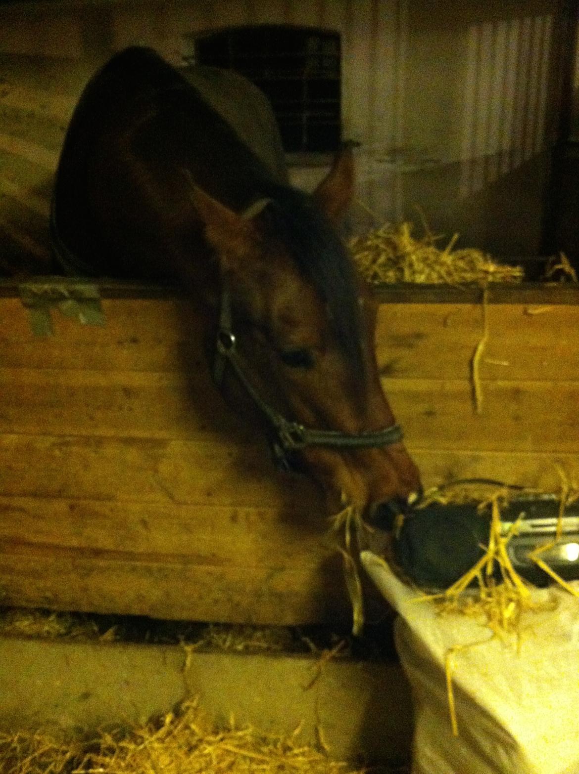 Sportsaraber (A) Aragorn's Choice - Den dag han kom :) billede 29