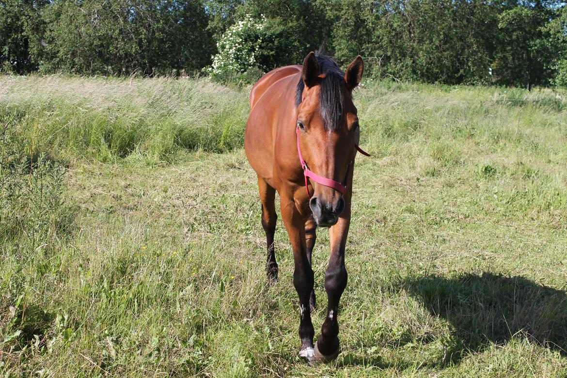 Sportsaraber (A) Aragorn's Choice billede 12