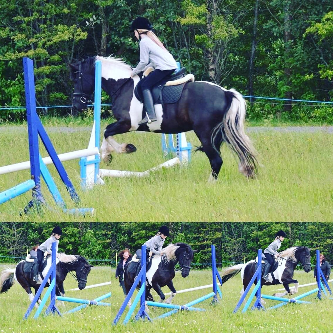 Barockpinto Sir Bailey - Emilies springer på Sir Bailey. Han var lidt nervøs over det, men vi har nu sprunget 80 cm sammen, så han er blevet mere modig. billede 15