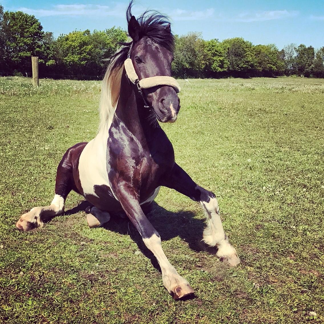 Barockpinto Sir Bailey - Dejligt sommerbilled af min dejlige dreng billede 16