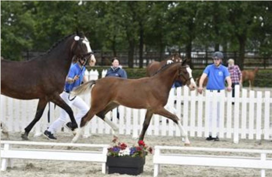 Dansk Varmblod Rosenlunds St Gloriana billede 2