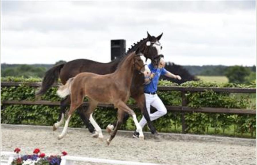 Dansk Varmblod Rosenlunds St Gloriana billede 1