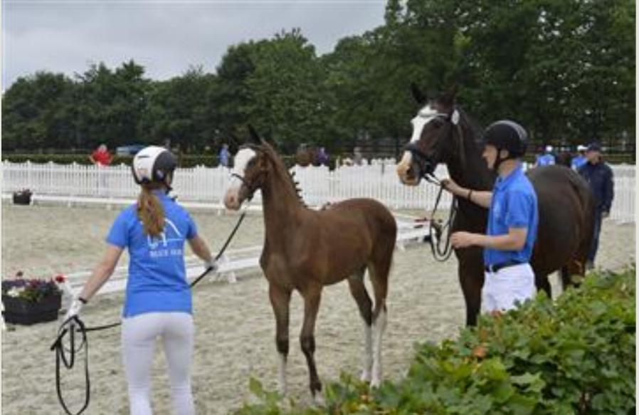 Dansk Varmblod Rosenlunds St Gloriana billede 3