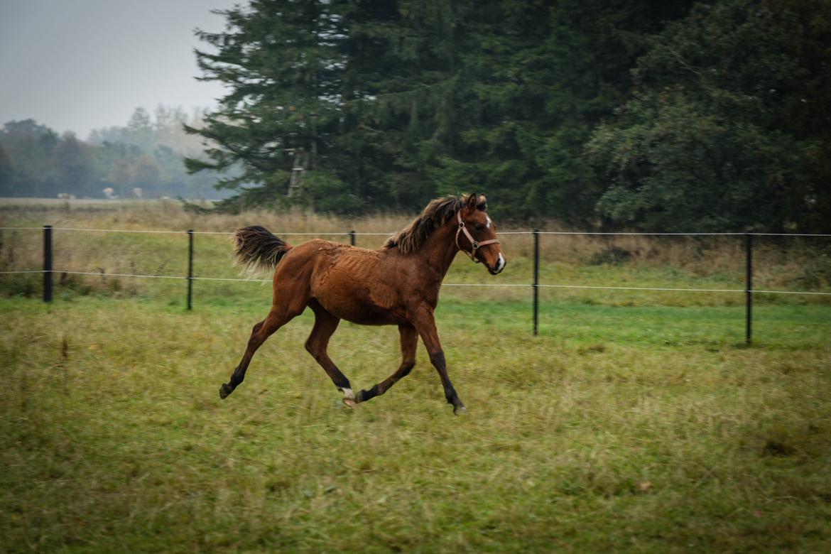 Anden særlig race NUIT D'HIVER FELIX - Efterår 2015 billede 6