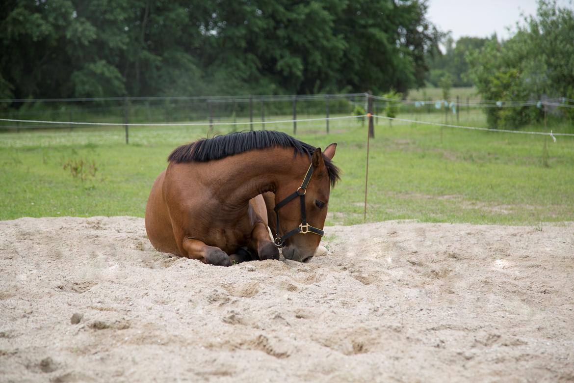 Anden særlig race NUIT D'HIVER FELIX - Juni 2017 - yndlingsbeskæftigelse på ridebanen: at ligge eller rulle sig i sandet. billede 2