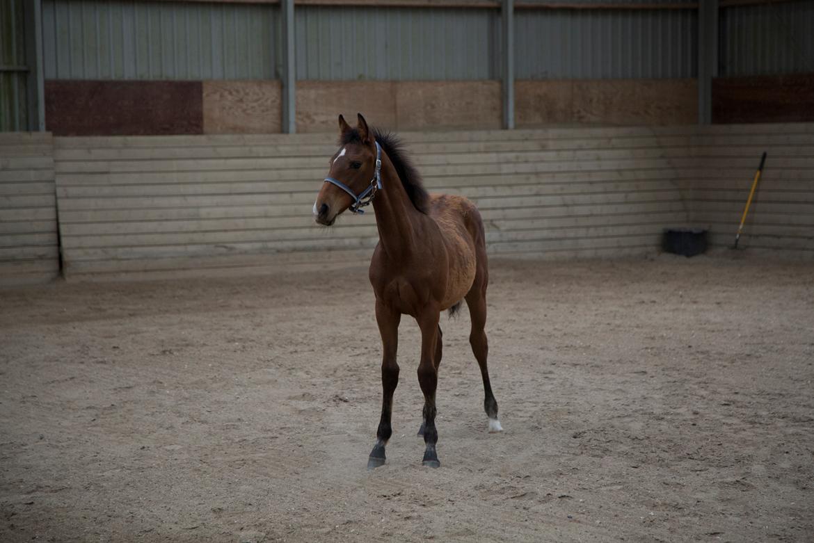 Anden særlig race NUIT D'HIVER FELIX - Juni 2015 - første dag hos mig :-) billede 10