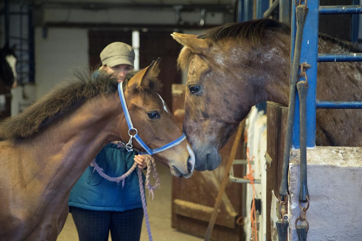 Anden særlig race NUIT D'HIVER FELIX - Juni 2015 - første møde med Fidusen :-) billede 11