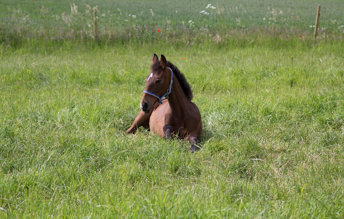 Anden særlig race NUIT D'HIVER FELIX - Sommer 2015 billede 12