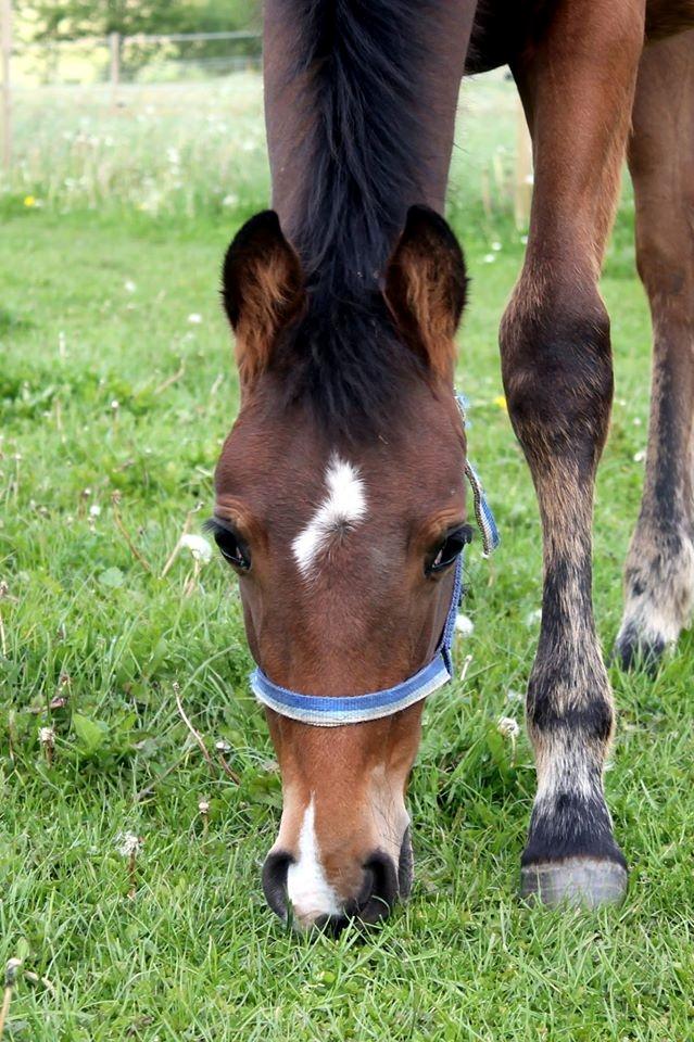 Anden særlig race NUIT D'HIVER FELIX - Forår 2015 billede 13
