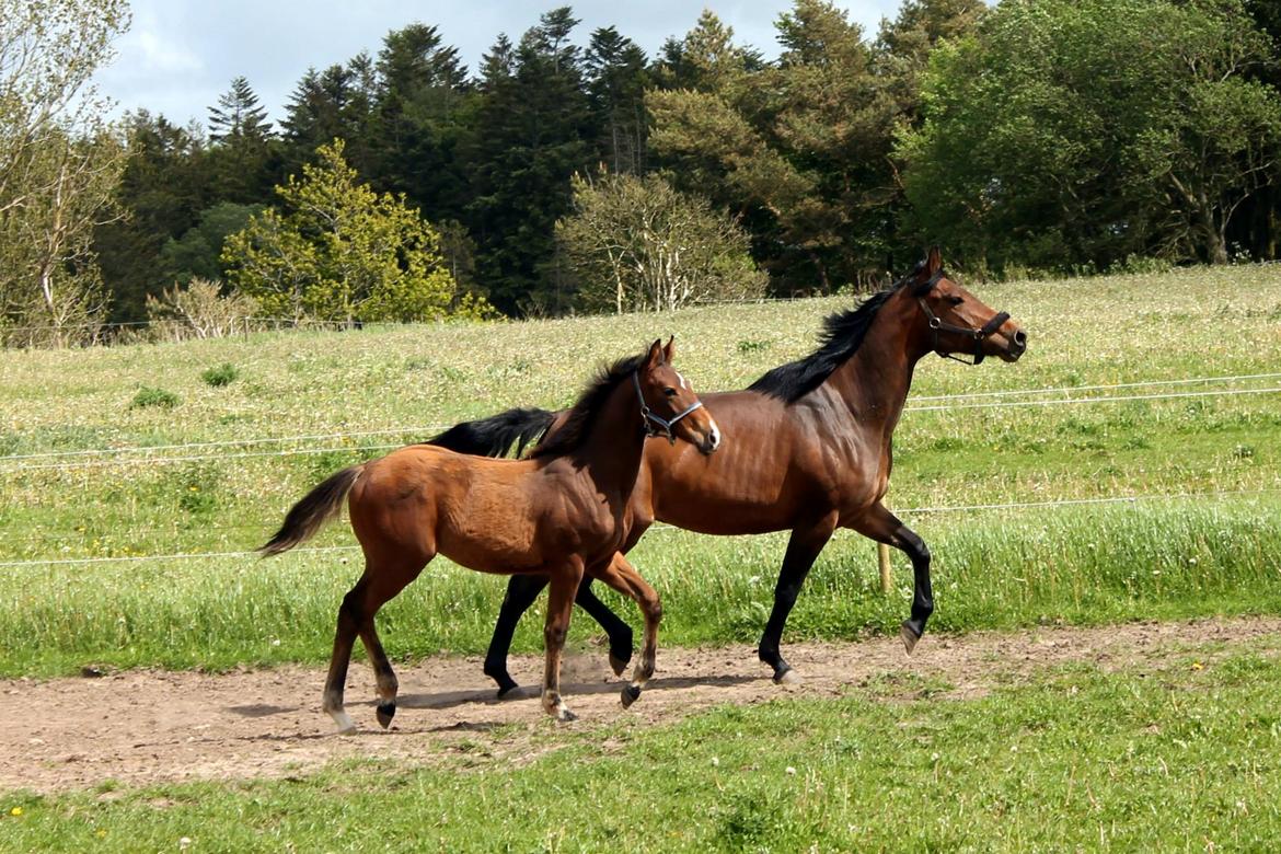 Anden særlig race NUIT D'HIVER FELIX - Forår 2015 - sammen med sin mor billede 14