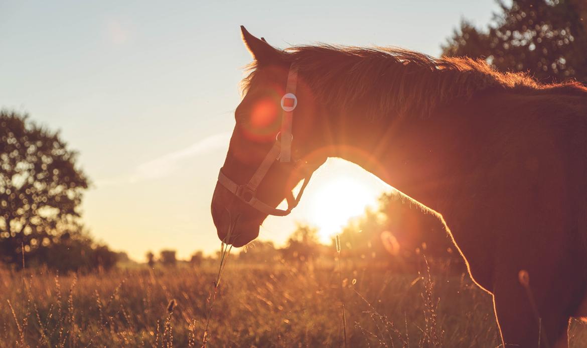 Anden særlig race NUIT D'HIVER FELIX - Efterår 2015 billede 7