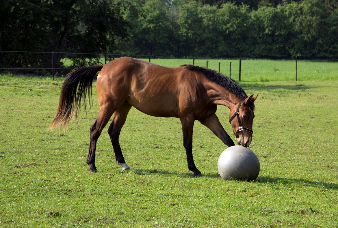 Anden særlig race NUIT D'HIVER FELIX - Sommer 2017 billede 4