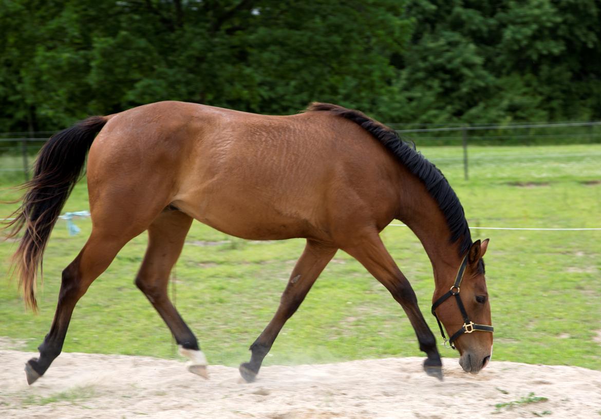 Anden særlig race NUIT D'HIVER FELIX - Sommer 2017 billede 3