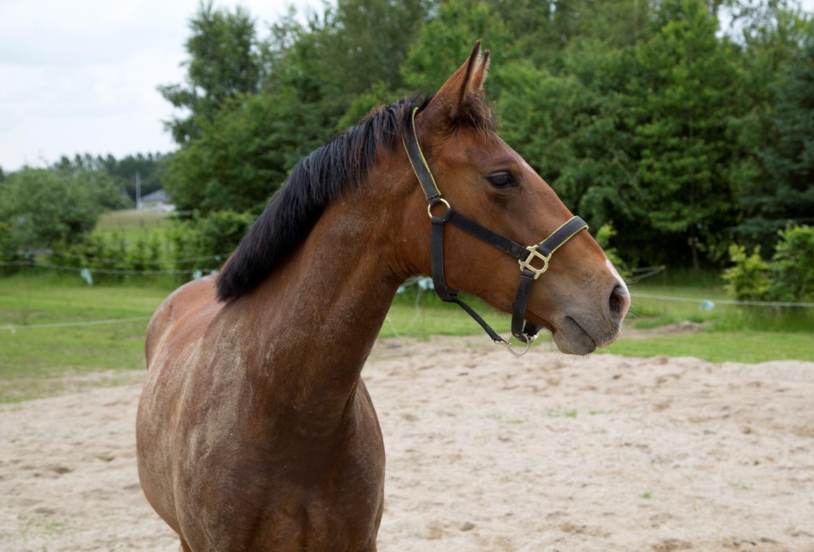 Anden særlig race NUIT D'HIVER FELIX - Sommer 2017 billede 1