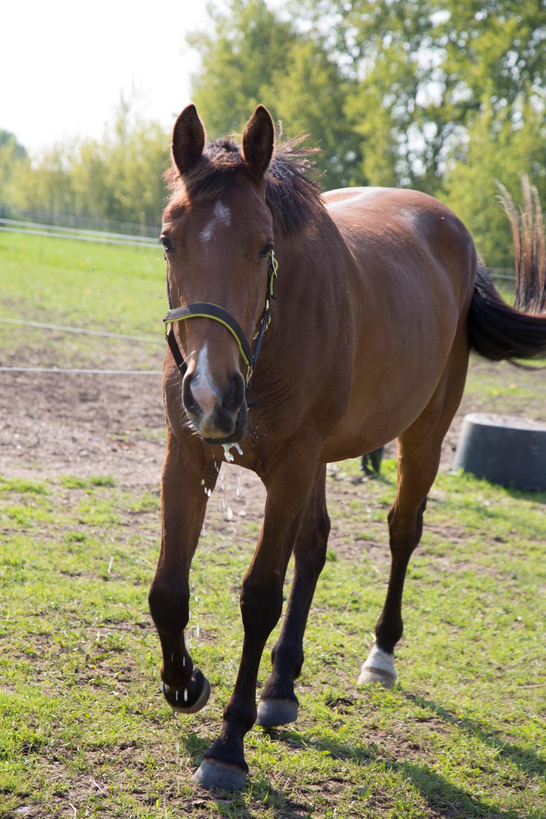 Anden særlig race NUIT D'HIVER FELIX - Sommer 2017 billede 5