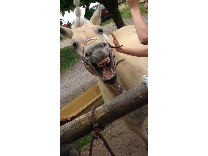 {{currentPhoto.altText}} billede {{currentPhoto.number}}