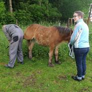 Irish Cob Lenders Winzent of Ireland