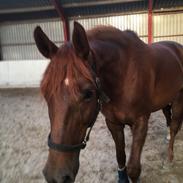 Dansk Varmblod Maude 