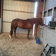 Dansk Varmblod Maude 