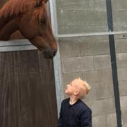 Dansk Varmblod Maude 