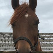 Dansk Varmblod Maude 