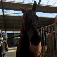 Dansk Varmblod Maude 