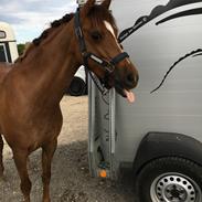 Welsh Pony (sec B) Bjerregårds zenta