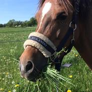 Welsh Pony (sec B) Bjerregårds zenta
