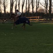 Welsh Pony (sec B) Bjerregårds zenta