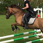 Welsh Pony (sec B) Bjerregårds zenta