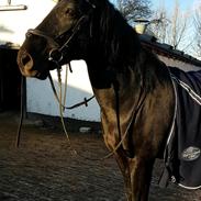 Anden særlig race Friday afternoon, Freddy