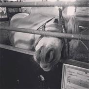 Fjordhest Ll. daurups bonnie