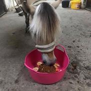 Fjordhest Ll. daurups bonnie