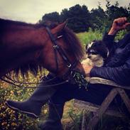 Gotlandsruss Pingo pan