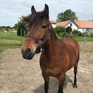 Anden særlig race Herkules