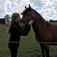 Anden særlig race Herkules