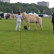Fjordhest Lasse Bakkely