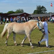 Fjordhest Lasse Bakkely