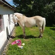 Fjordhest Lasse Bakkely