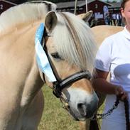 Fjordhest Lasse Bakkely