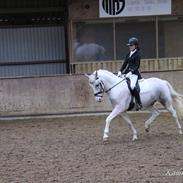 Anden særlig race UFFE